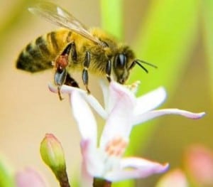 Aspect réglementaire de l’apiculture