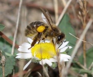 Apiculture