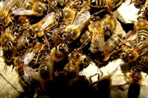 Apiculture