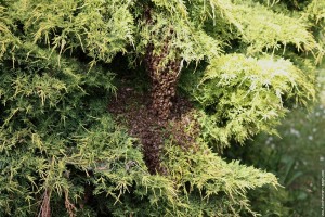 Gérer l’essaimage des abeilles