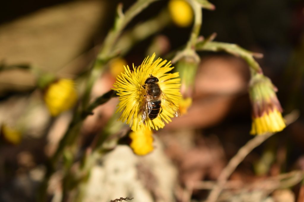 abeille qui butine une fleur