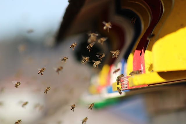 Comment mettre un essaim d&rsquo;abeilles dans une ruche ?