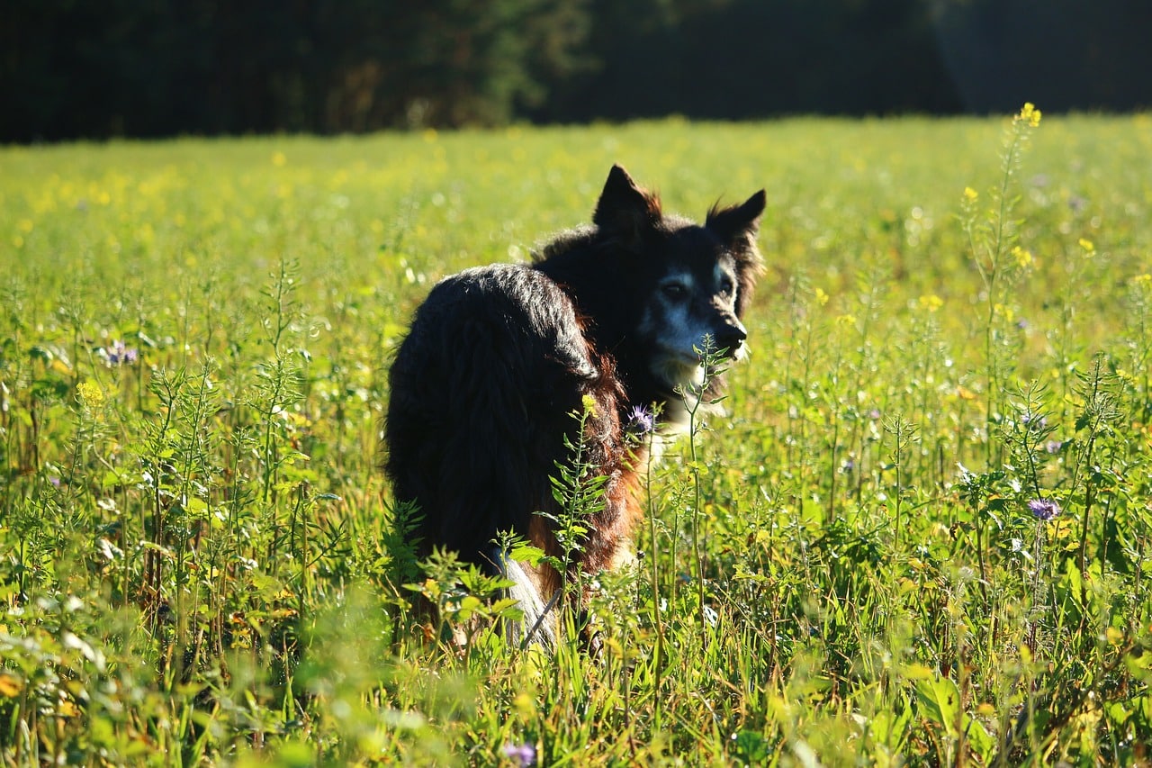 chien dans un champ