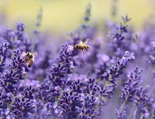 comment les abeilles font du miel