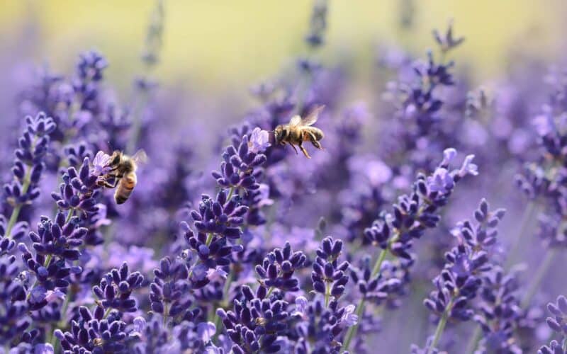 comment les abeilles font du miel
