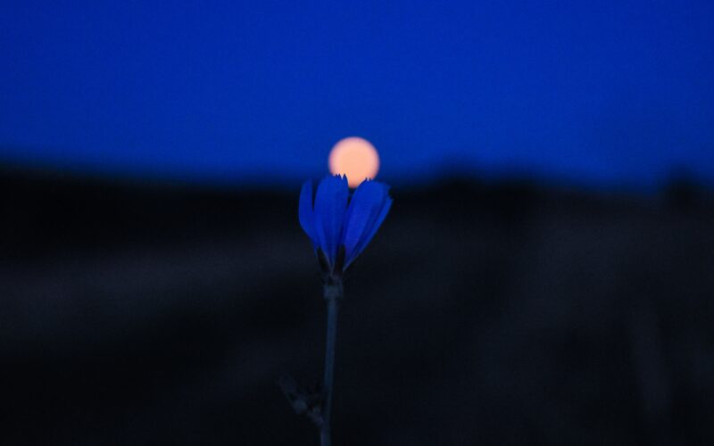 fleurs nocturnes