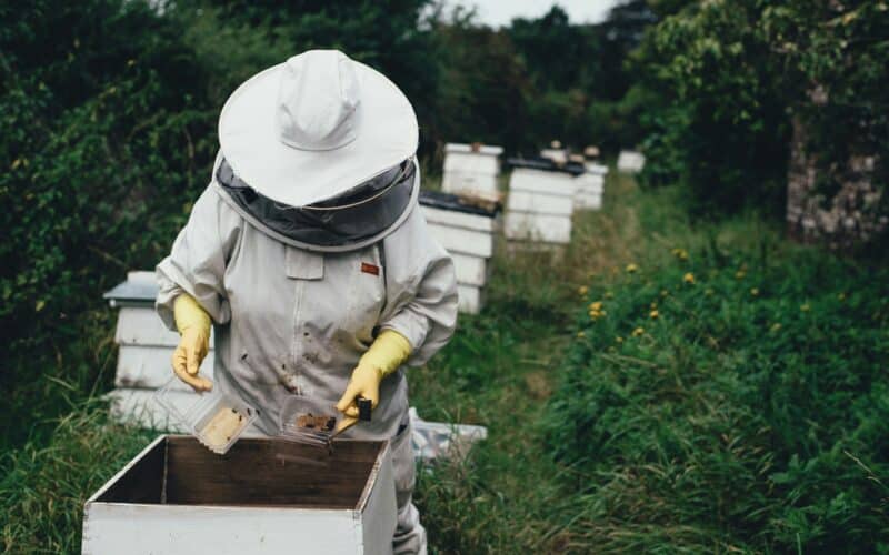qui suis je apiculture blog