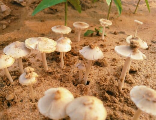 myciculture