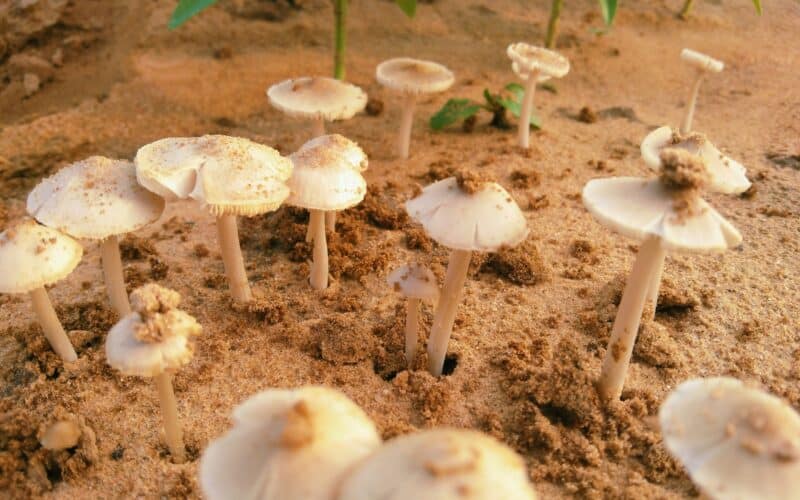 myciculture